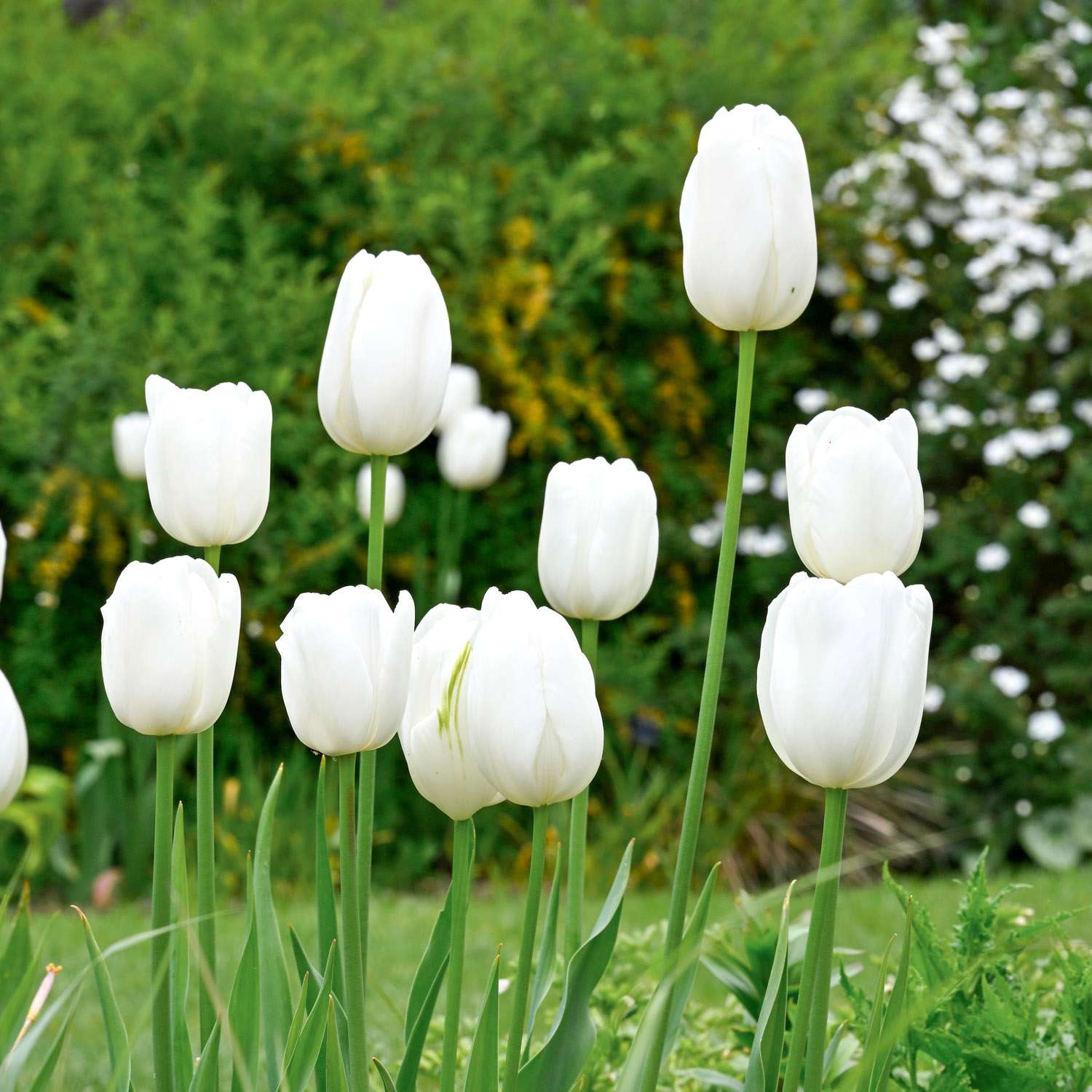Tulpe 'Hakuun' - Tulipaner
